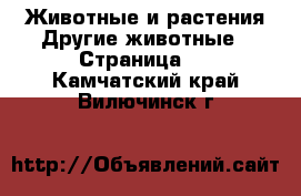 Животные и растения Другие животные - Страница 3 . Камчатский край,Вилючинск г.